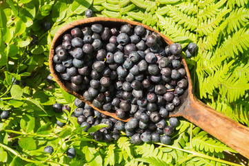 Wooden spoon with blueberries from forest. Antioxidant food.