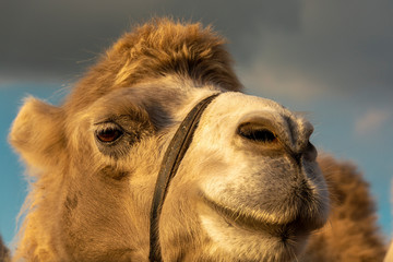 Fototapeta premium Close-up portrait of a camel on a background of sky and rain clouds.