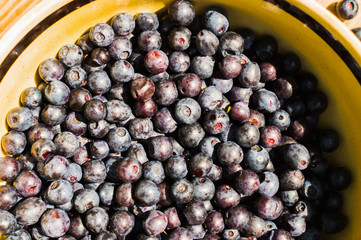 A lot of blueberries, berries from forest, top view