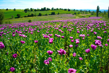 poppy field
