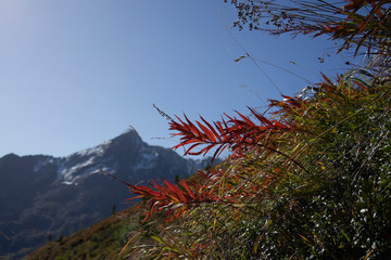 Kräuter Blumen Alpen im Hochgebirge