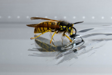 Yellow wasp eating honey with reflection