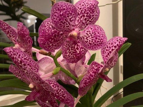Lila Orchidee mit voller Bl&uuml;te