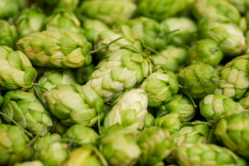 Fototapeta premium Fresh green hops cones for making beer and bread close up