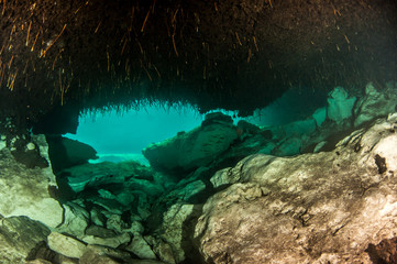 Naklejka na ściany i meble Scuba diving in the Casa Cenote, Tulum, Mexico