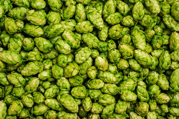 Fototapeta na wymiar Fresh green hops cones for making beer and bread close up