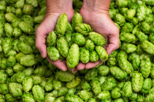 Green hops for beer. Man holding fresh hop in his hands. Craft beer ingredients at a brewery
