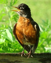 A robin perched upon the fence