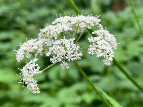 Wei&szlig;e Bl&uuml;te