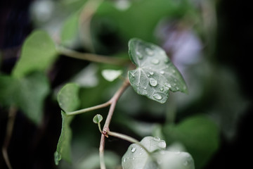 raindrops on ivy