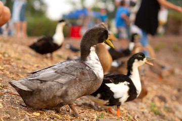 A herd of ducks begs food from people on the lake in a city park
