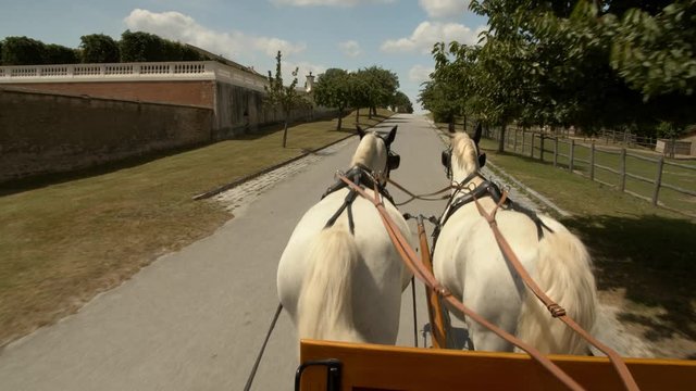 Horse Drawn Carriage / Romantic Horse Carriage Ride
