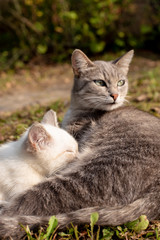A cat nursing her kitten lying on the grass in the yard, in the village, on a blurry background, on a sunny day.