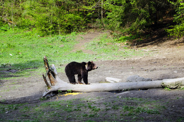 A wild bear stands on a log in a small clearing in the forest on a sunny clear day. Wildlife background.
