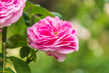 USA, Washington State, Vancouver. Roses in a garden in Vancouver, Washington.