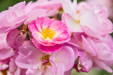 USA, Washington State, Vancouver. Roses in a garden in Vancouver, Washington.
