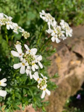 Wei&szlig;e Bl&uuml;ten Blur