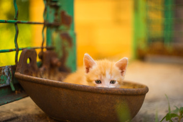 portrait of a cute ginger kitten sitting in a rusty bowl, rural summer yard.