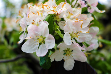 A branch of a blossoming apple tree on a garden background close-up.