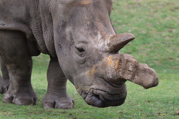 Fototapeta premium 2 horned rhino. Face on endangered animal. Injury. Poachers.