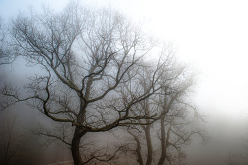 Ein nebelverhangener Wald am Morgen