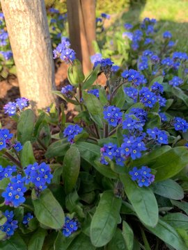 Blaue Bl&uuml;ten Sammlung