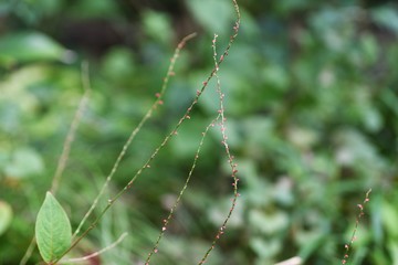 Jumpseed flowers / Jumpseed grows in the woods and puts a grain of rice-like red floret on the slender anthotaxy.