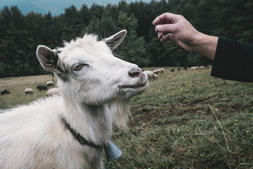 Male hand feeds a goat Carpathian mountains Ukraine