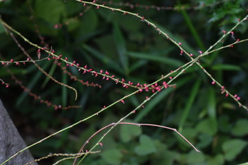 Jumpseed flowers / Jumpseed grows in the woods and puts a grain of rice-like red floret on the slender anthotaxy.