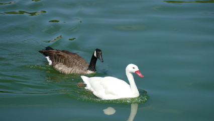 Coppia di anatre in acqua nel laghetto