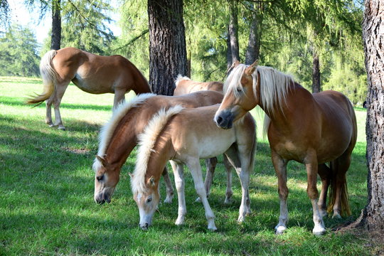 Haflinger - Pferderasse - Stute und Fohlen auf einer Almwiese in den S&uuml;dtiroler Bergen