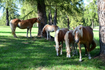 Fototapeta premium Stuten mit Fohlen auf einer Wiese - Pferde - Haflinger