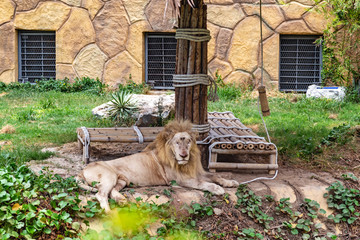 The lion lies on a large stone in the zoo under a canopy