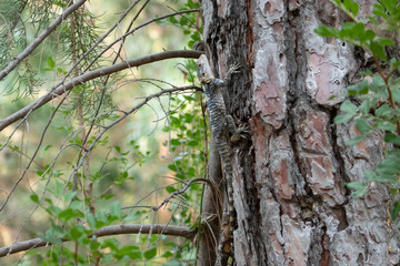 Lizard on a tree