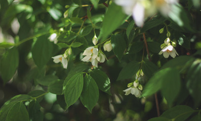 white flowers