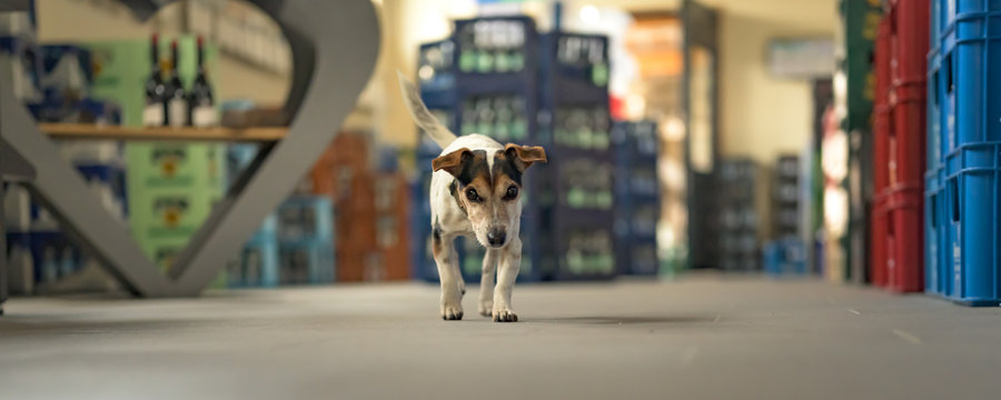 Cute small dog in shopping market - cute little Jack Russell terrier, 13 years old is running through the mall