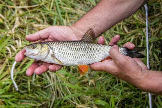 fisherman's hands hold the caught fish Chub over the grass. closeup