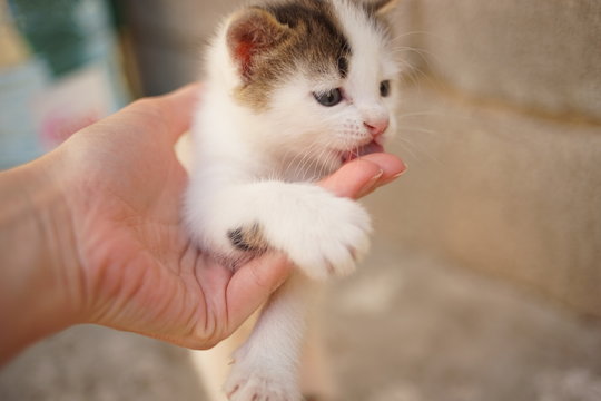 Cute White Little Kitten In Female Hand Lick Fingers, Closeup Portrait