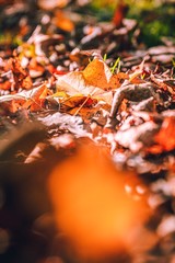 autumn leaves on ground
