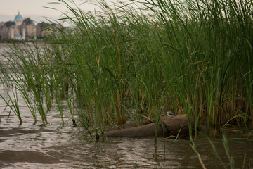 Kazan is the Russian city