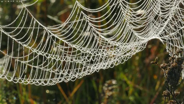 Spider web with dew drops in the branches of dry grass of an autumn field on a foggy morning 