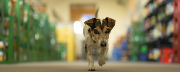 Cute small dog in shopping market - cute little Jack Russell terrier, 13 years old is running...