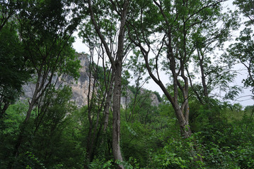 Bistritsa Monastery 