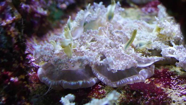 beautiful closeup of upside down jellyfishes, tropical specie from the atlantic ocean and caribbean sea, popular pet in aquaculture