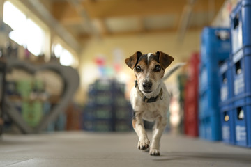 Cute small dog in shopping market - cute little Jack Russell terrier, 13 years old is running...