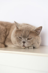British Shorthair cat lying on white table