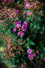 Fototapeta na wymiar purple flowers in garden