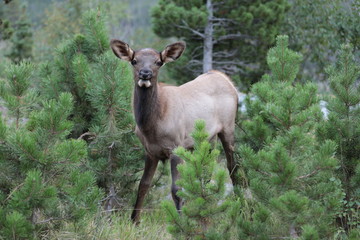 Young Elk (Cow)