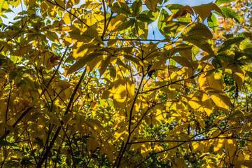 Picture of autumn leaf with the sun shining through