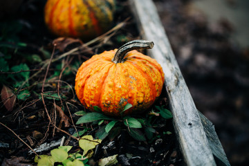 pumpkin on grass